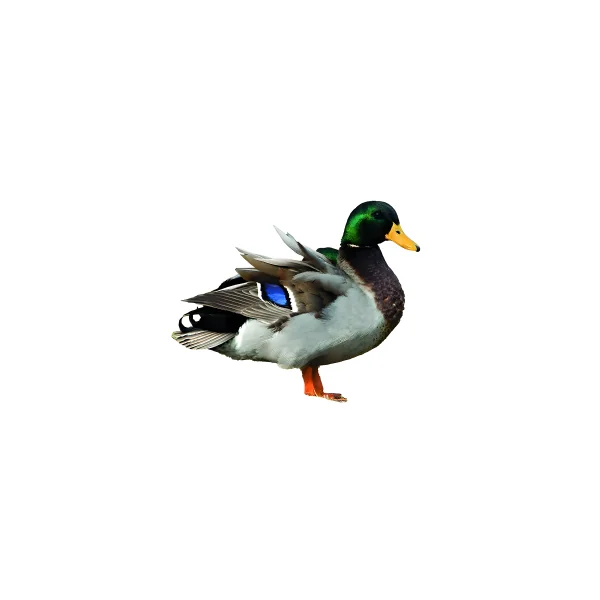 Appeau Fuzeau Canard - Manuel