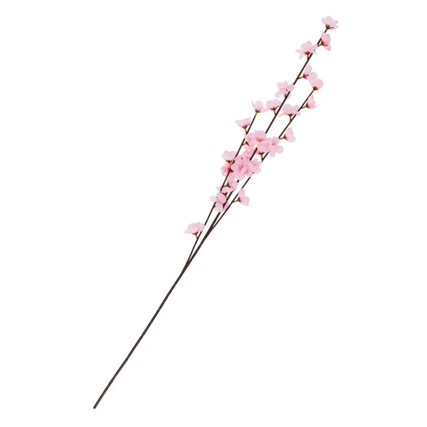 Branche de fleurs de pommier