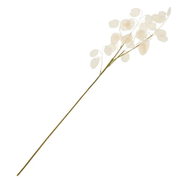 Branche de lunaire