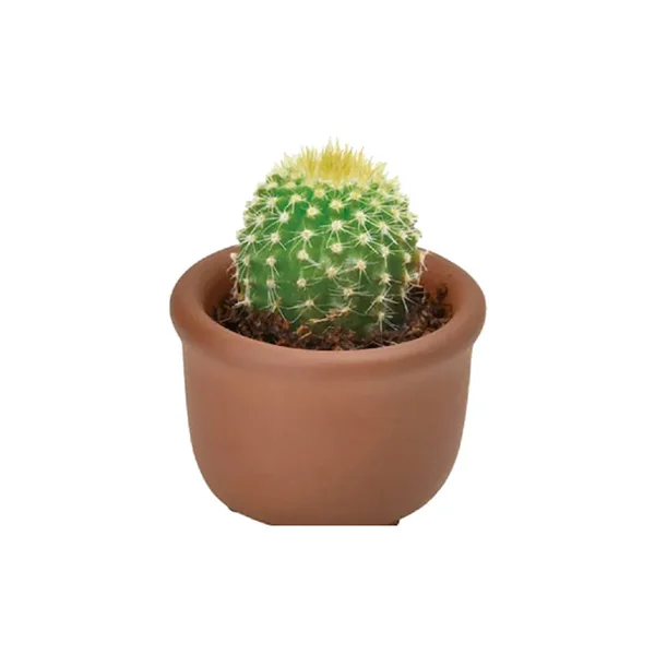 Kit Green capsule pour faire pousser un mini Cactus