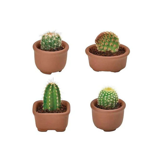 Kit Green capsule pour faire pousser un mini Cactus
