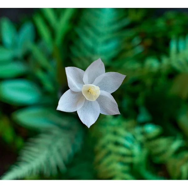 Papier crépon extra-fin Lia Griffith « Secret Garden »
