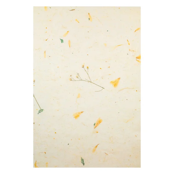 Papiers naturels « Daisy »