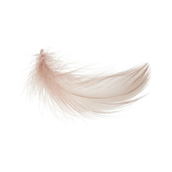 Plumes d'oie