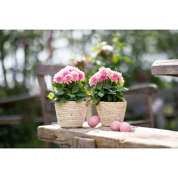 Pot à plantes en jonc de mer