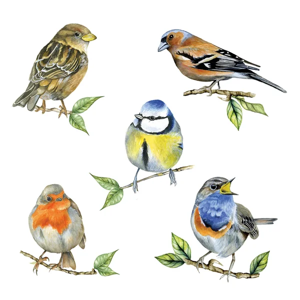 Serviette « Oiseaux indigènes »
