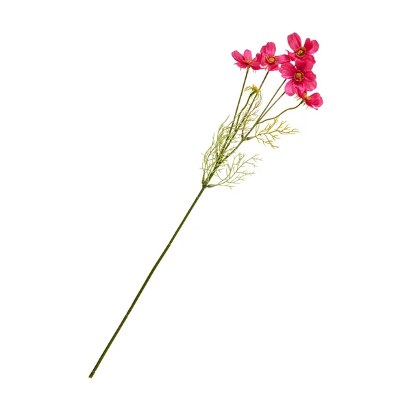 Tige de cosmos à 5 fleurs